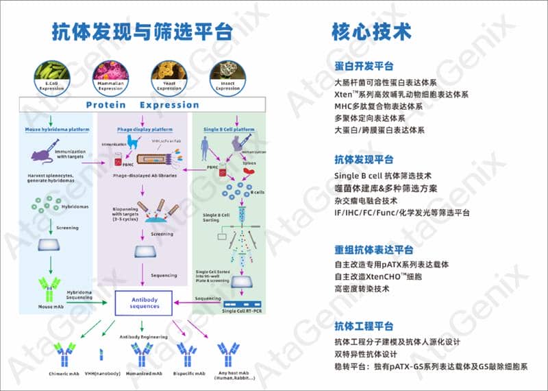 武漢國家生物產(chǎn)業(yè)基地公共服務(wù)平臺—光谷抗體發(fā)現(xiàn)與篩選公共服務(wù)平臺