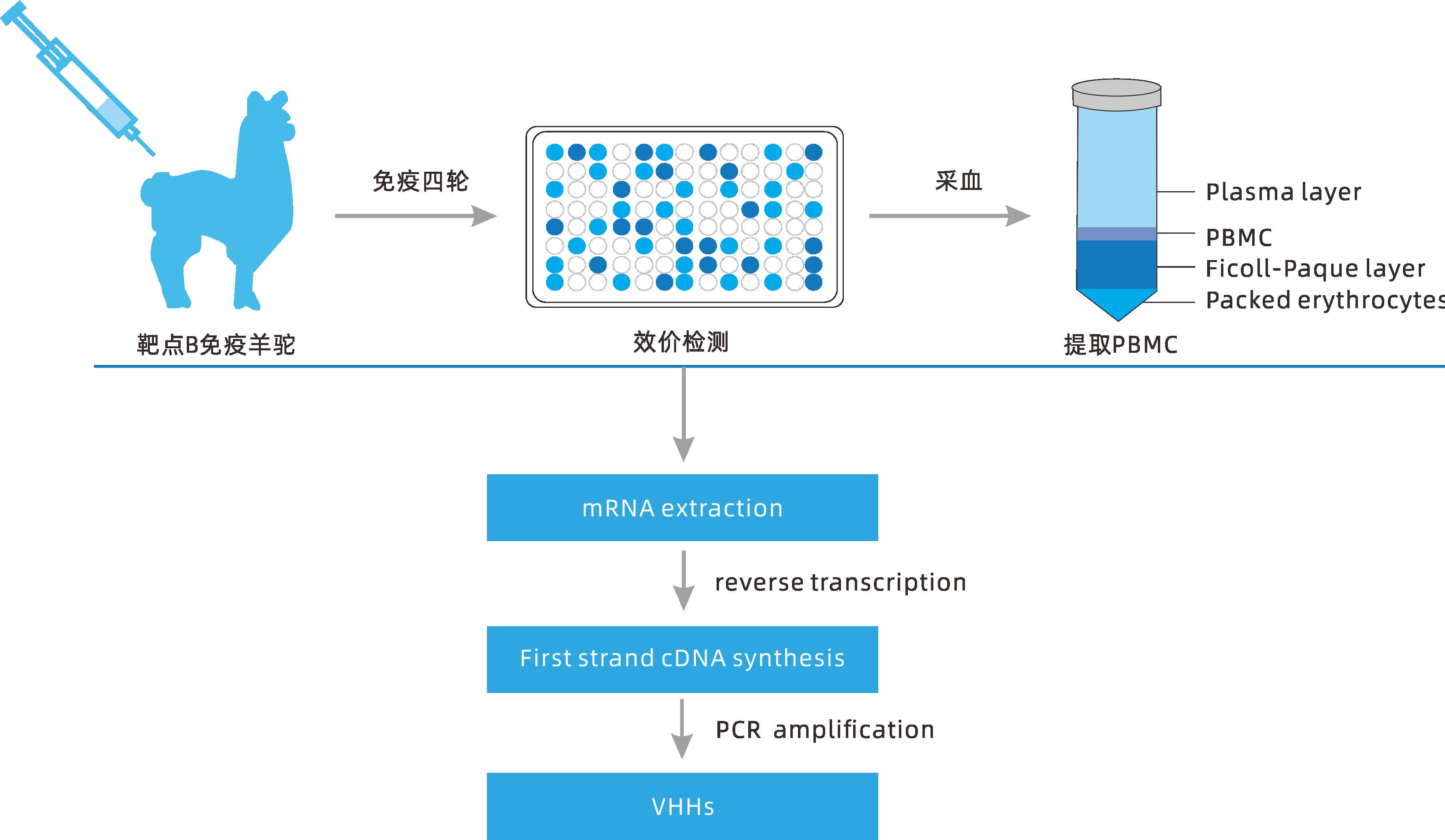 小分子大作用 ▏研發(fā)新動(dòng)力，聚焦納米抗體