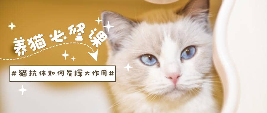 鏟屎官們看過來！貓抗體如何發(fā)揮大作用