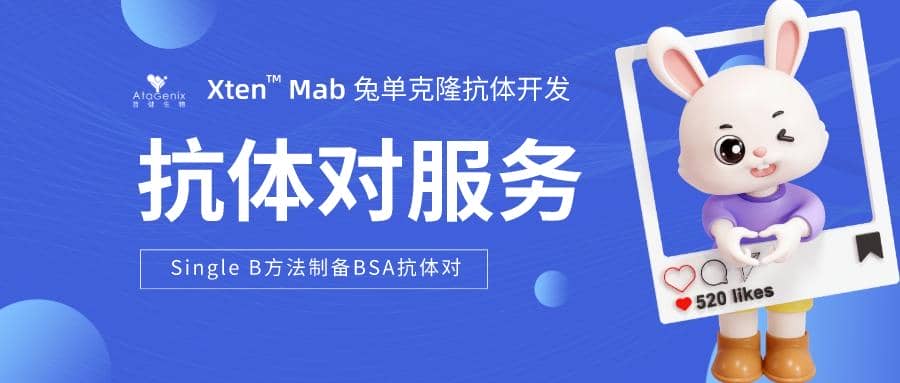 利用Single B方法快速制備高效BSA抗體對(duì)的策略