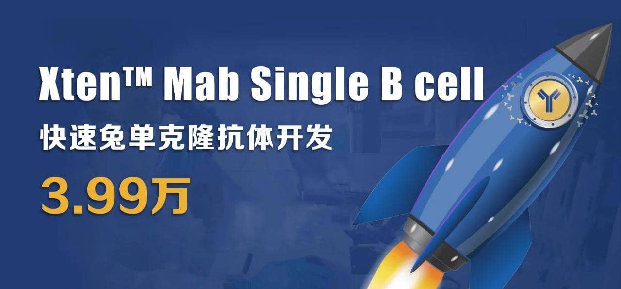 利用兔單B細(xì)胞技術(shù)制備高親和力、多種表位的抗獨(dú)特型單克隆抗體