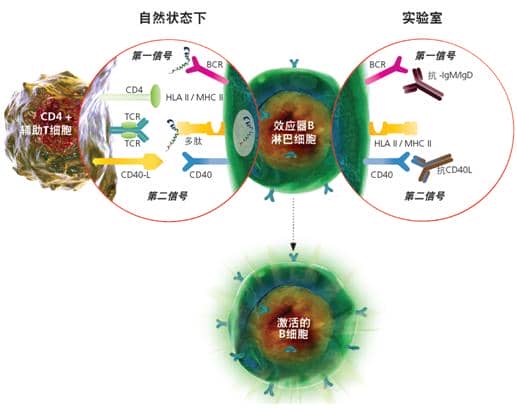 SHP2分子鑒定、重組表達(dá)及免疫學(xué)研究