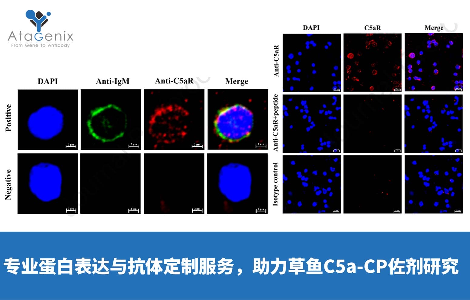 AtaGenix專業(yè)蛋白表達(dá)與抗體定制服務(wù)，助力草魚C5a-CP佐劑研究