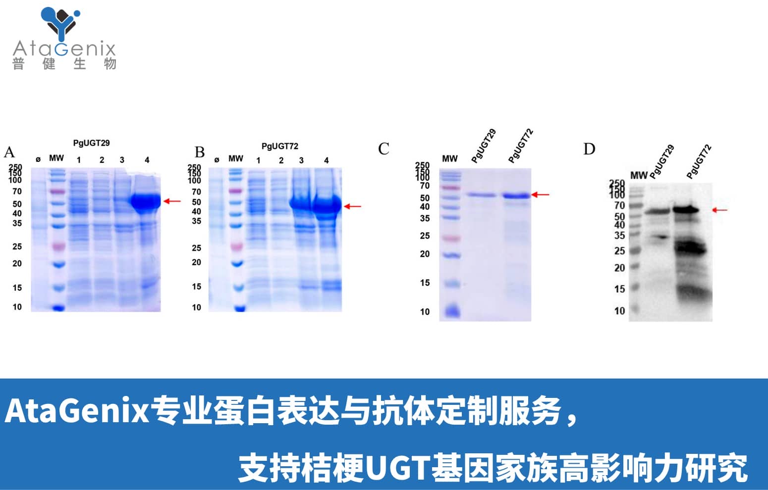 AtaGenix專業(yè)蛋白表達(dá)與抗體定制服務(wù)，支持桔梗UGT基因家族高影響力研究