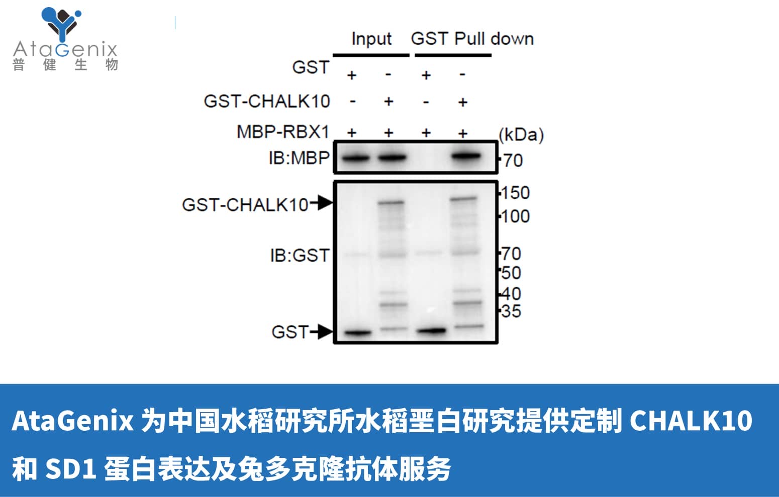AtaGenix 為中國水稻研究所水稻堊白研究提供定制 CHALK10 和 SD1 蛋白表達(dá)及兔多克隆抗體服務(wù)