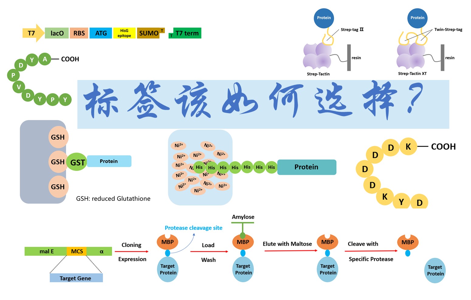 【普健生物知識(shí)百科】做蛋白表達(dá)別亂加標(biāo)簽！不同標(biāo)簽的優(yōu)劣和用途一次講清楚